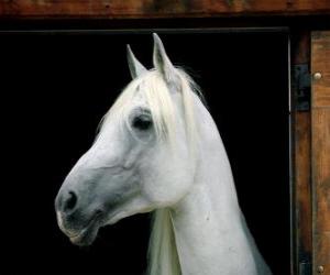 пазл Белая голова лошади